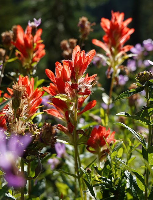 A patch of flowers with bright red bracts bloom alongside purple asters.