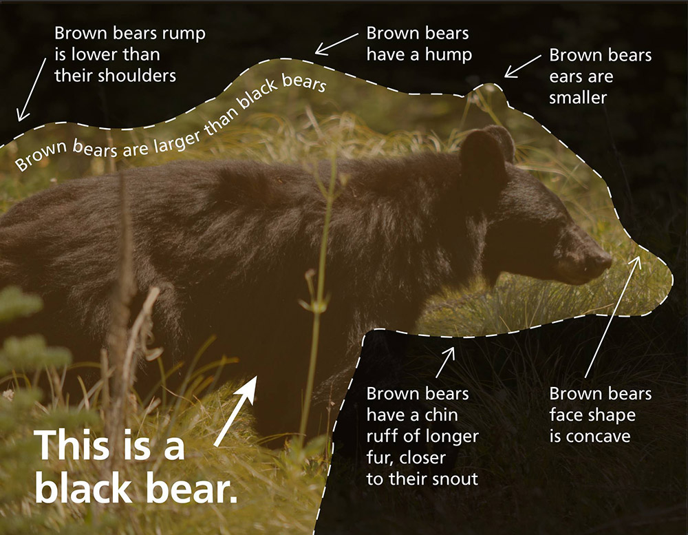 Bear-comparison-graphic_2024_RB_web.jpg?maxwidth\u003d1300\u0026autorotate\u003dfalse