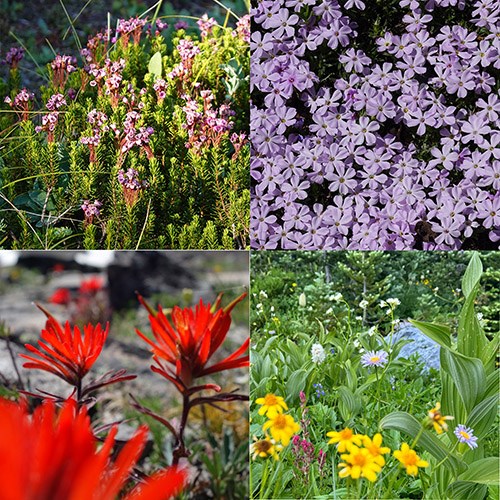 Combination of four wildflower photos: a low shrub covered in tiny pink flowers (upper left), a mat of five-petaled pink flowers (upper right), several plants with bright red bracts (lower left), and a meadow with numerous colorful flowers (lower right).