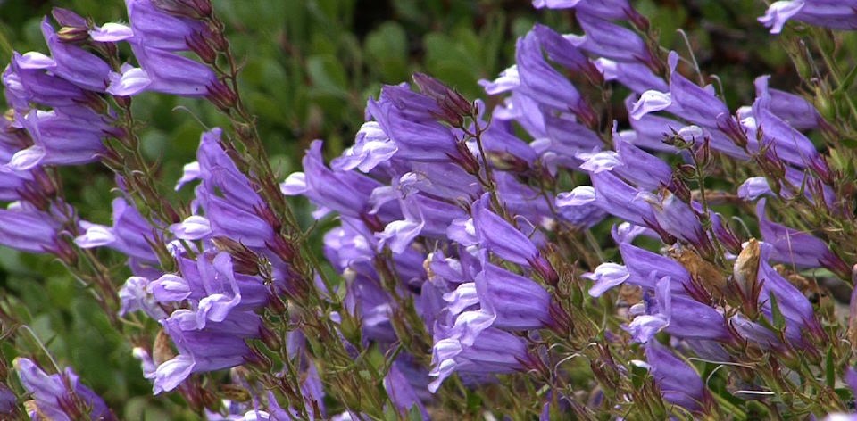 Discover Wildflowers - Mount Rainier National Park (U.S. National Park  Service)