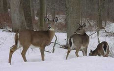 During the winter, deer may have some difficulty finding food due to snow cover.