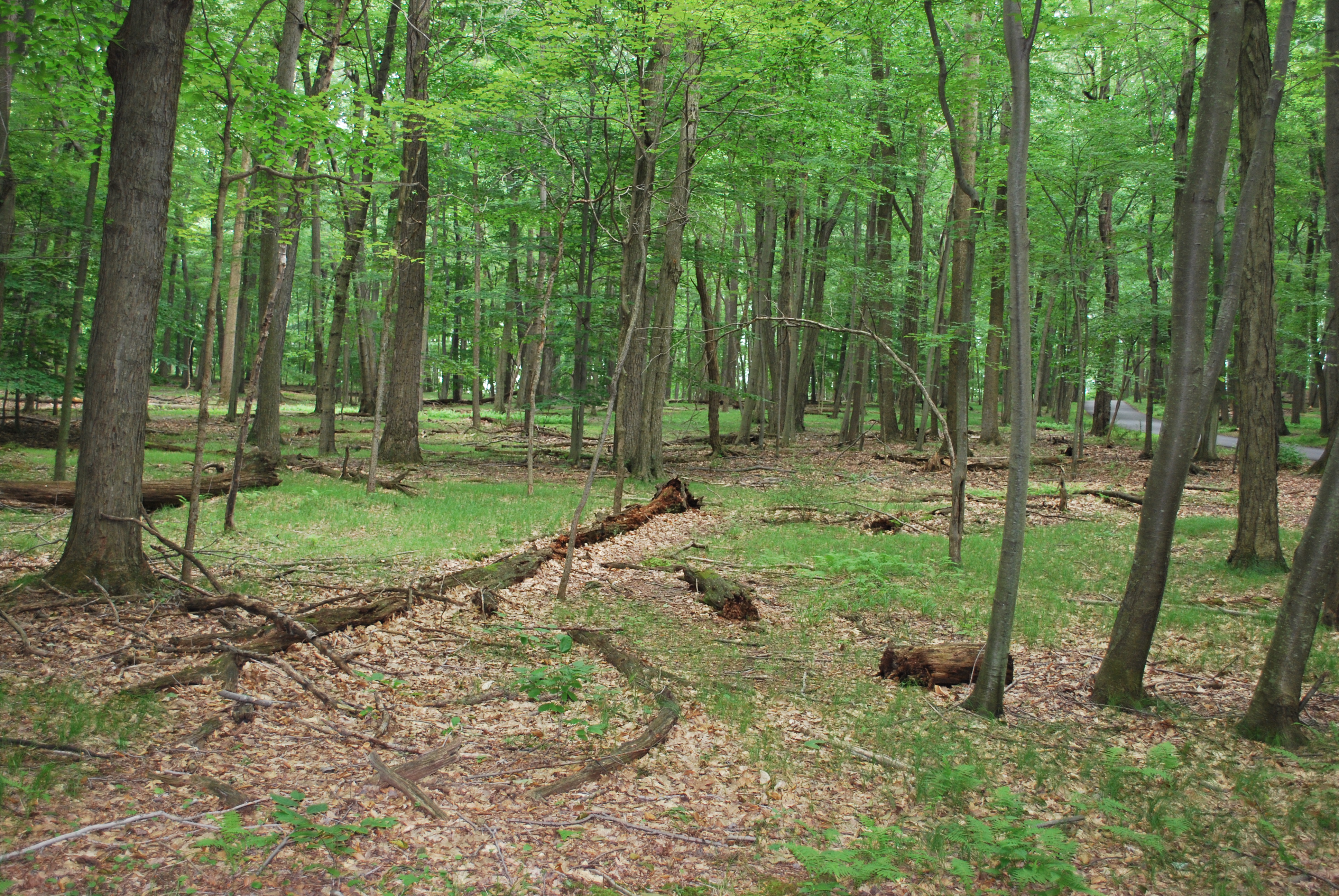 Wooded area with trees and no undergrowth
