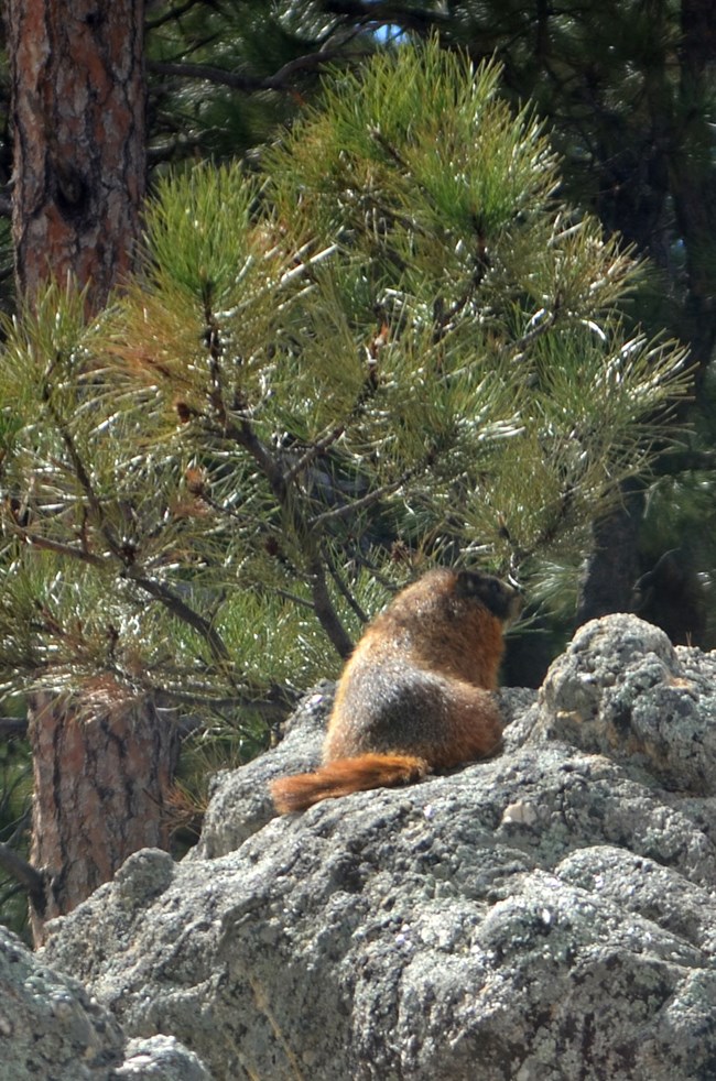 A yellow-bellied marmot, facing away from the photographer, enjoys some morning sun on a granite outcrop.  The green needles and branches of a young ponderosa pine tree and the trunk of a mature ponderosa pine tree are in the background.