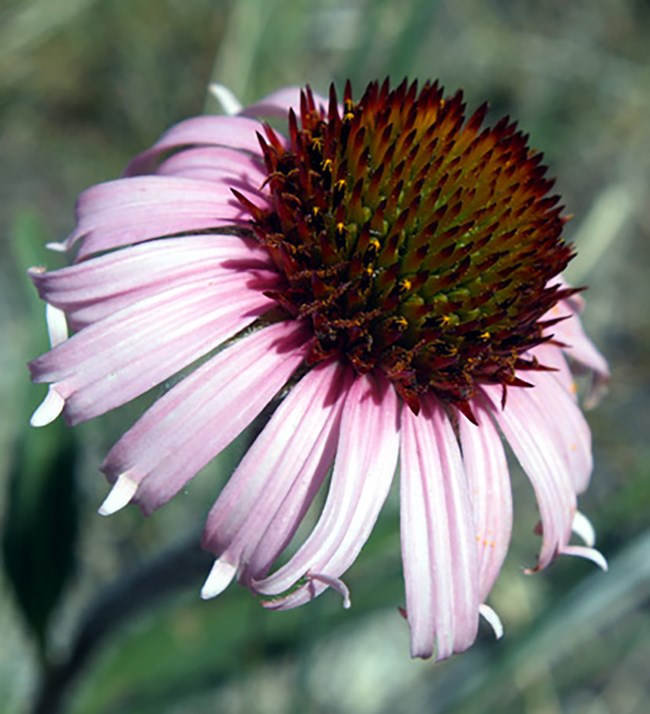 Photo of flower head of purple coneflower, with daisy like petals and a reddish-brown seed head.