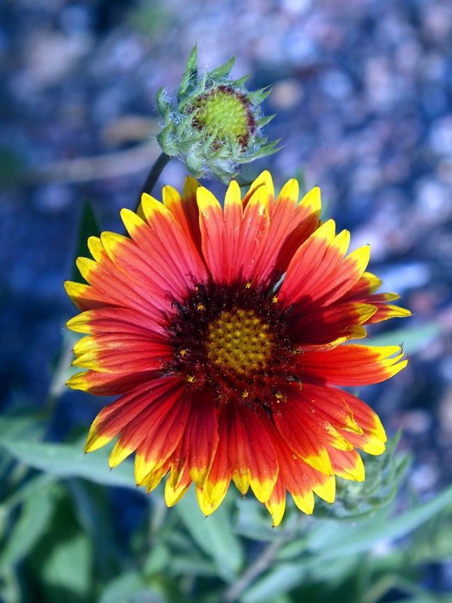 A blanket flower with red petals tipped with yellow.  An immature flower head is visible just above the flower and green leaves are visible in the background.