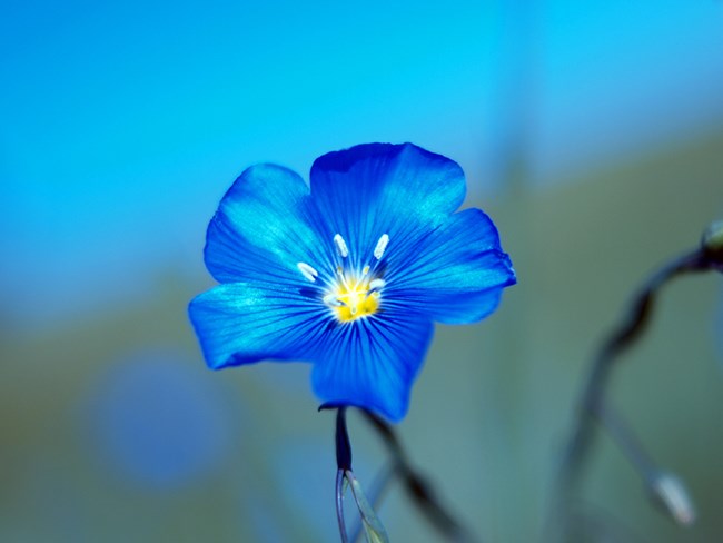 Close up photo of a wild blue flax flower with a small yellow center.