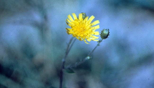 A false dandelion flower with yellow petals, with an unopened flower behind and another to the right.