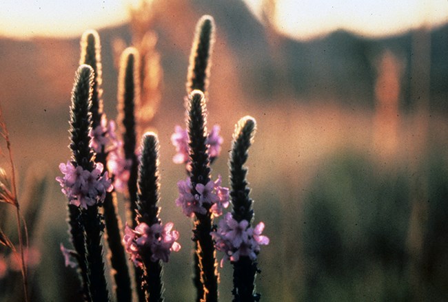 Close up photo of purple woolly vervain flower heads.