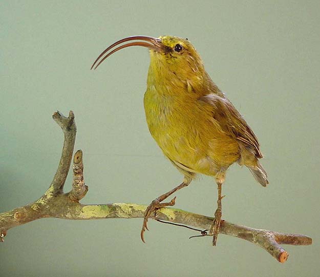 Photo of akialoa bird