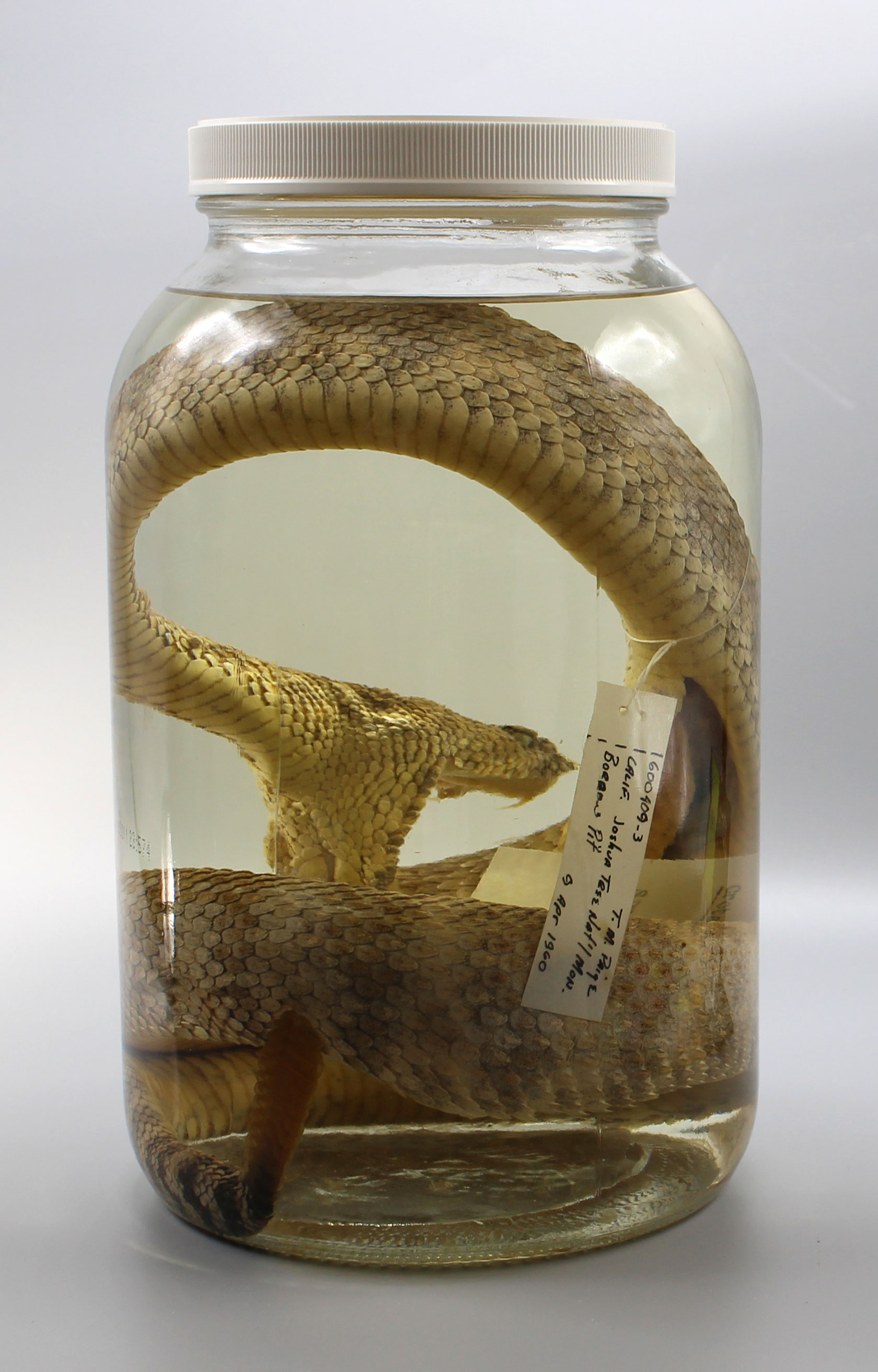 Speckled Rattlesnake specimen in a jar