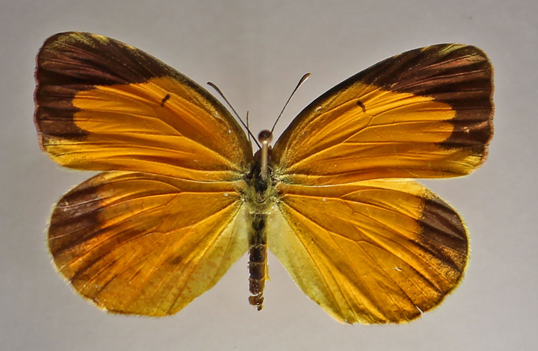 Sleepy Orange Butterfly specimen