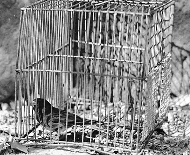 Black and white photograph of bird in cage
