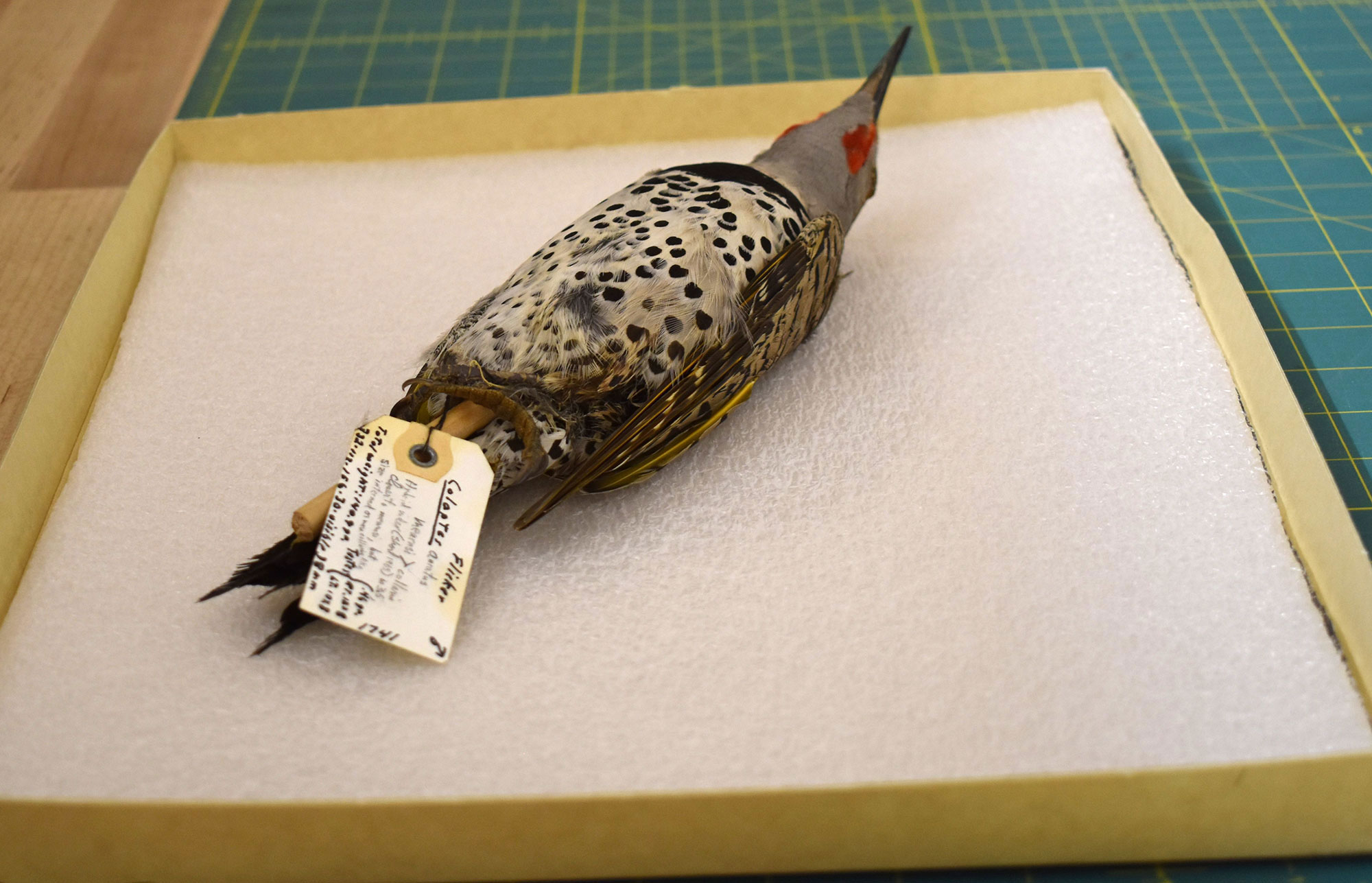 Measuring bird specimens