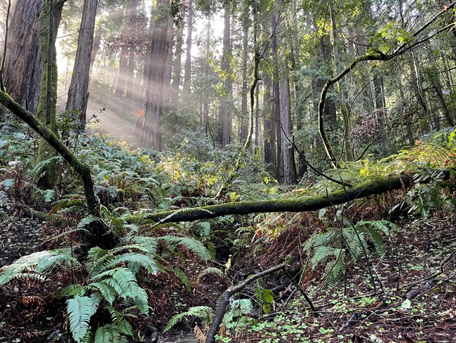 light streams in beams between tall narrow redwood trees, under which grow ferns and twisting trunks