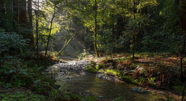 light filters through a dark forest onto a wide stream