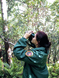 Scientist surveys for owls