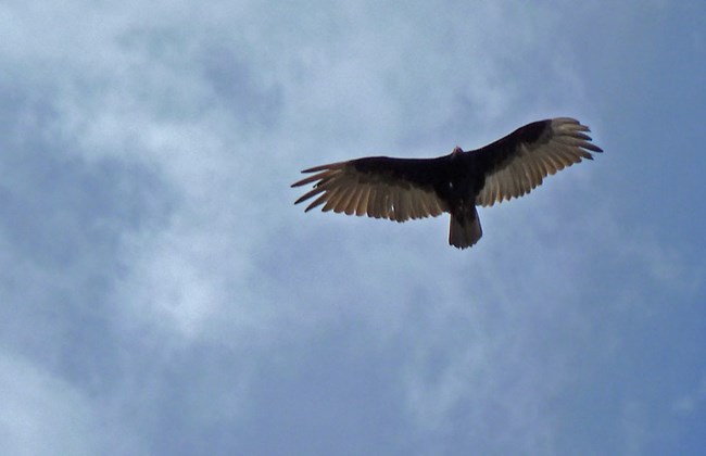 Bird Watching Natural Bridges National Monument Us