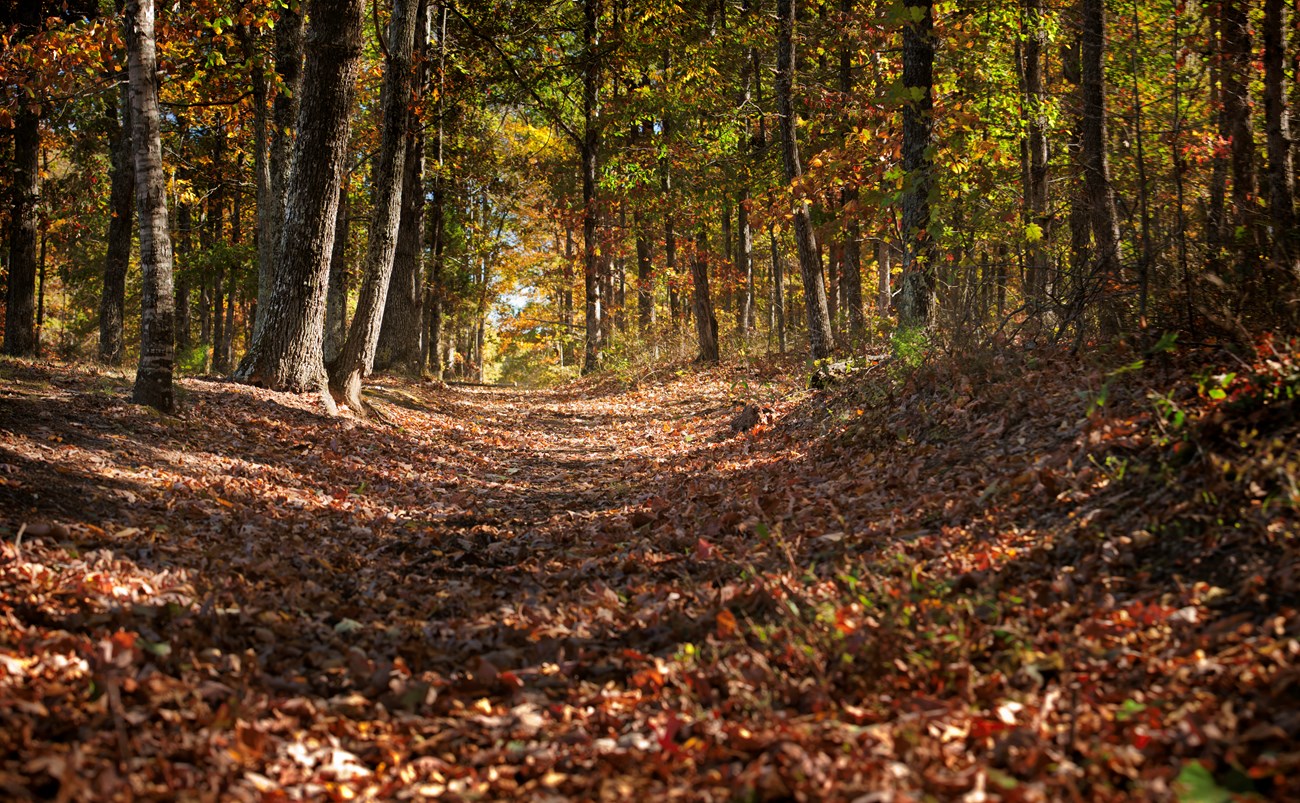 A trail through a forest with orange and red leaves