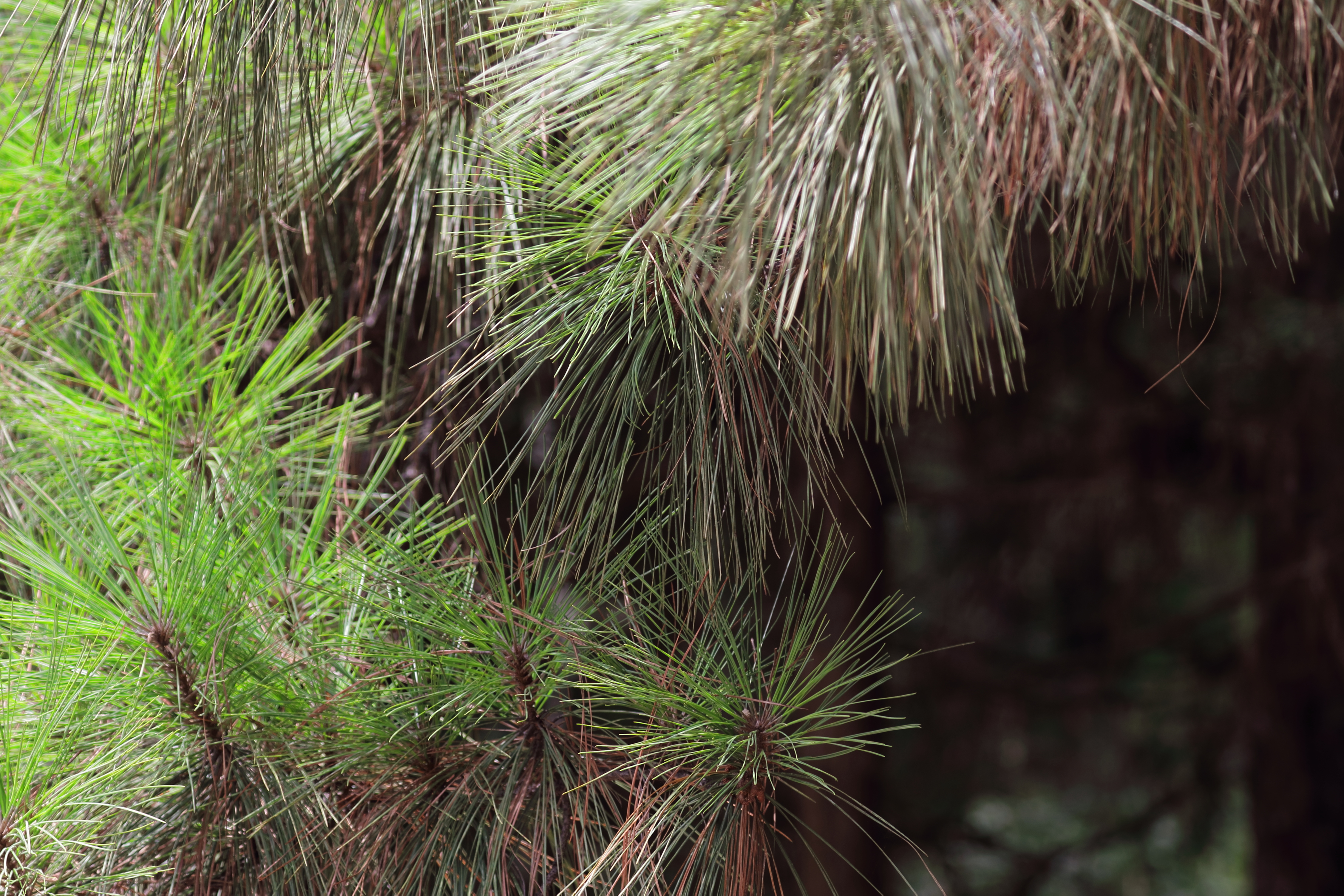 A close-up view of loblolly pine needles. The green and brown needles are attached to brown stems in clusters that give the appearance of star bursts.