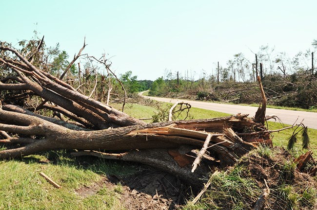 A large tree that was blown over by a tornado and several trees that have been stripped of branches and leaves.