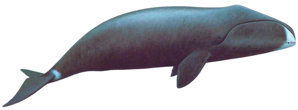 Bowheads have extremely large heads and dark, stocky bodies with a distinctive white chin. The bow-shaped skull can be about a third of a bowhead’s body length.