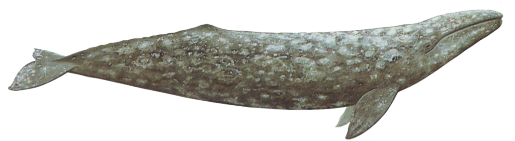 Gray whales have a mottled gray body with small eyes located just above the corners of the mouth. Their pectoral flippers are broad, paddle-shaped, and pointed at the tips.