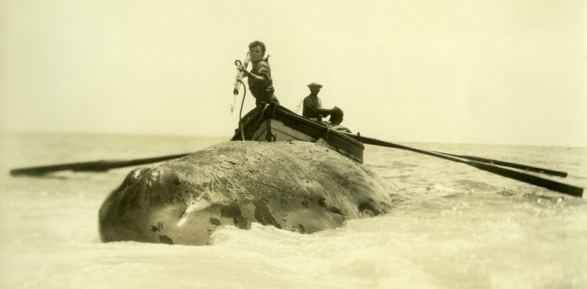 Front view of whale, men behind in boat ready to harpoon it.