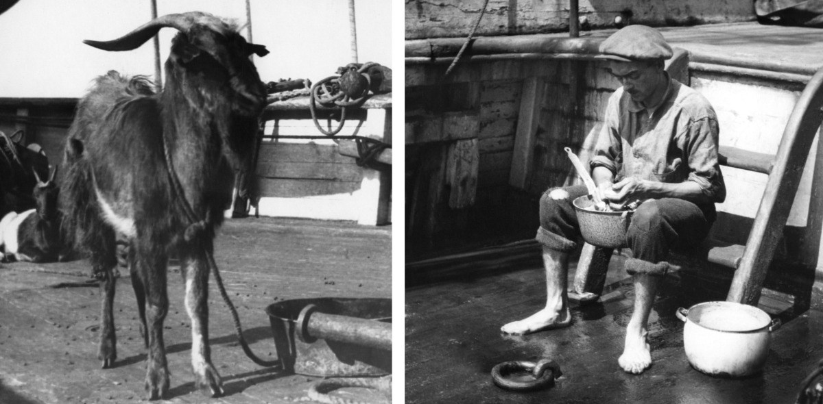 Left, a goat onboard a ship; right, a seamen holds a mixing bowl and spoon.