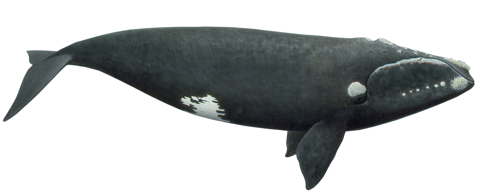 North Atlantic right whales have a stocky black body, with no dorsal fin. Their tail is broad, deeply notched, and all black with a smooth trailing edge.