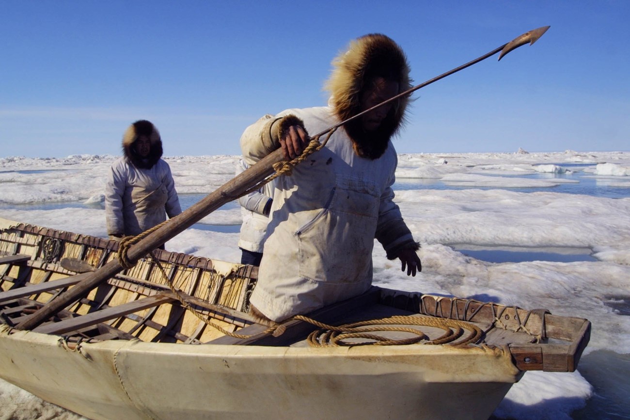 Inupiat whalers hold up a harpoon while on a canvas canoe.