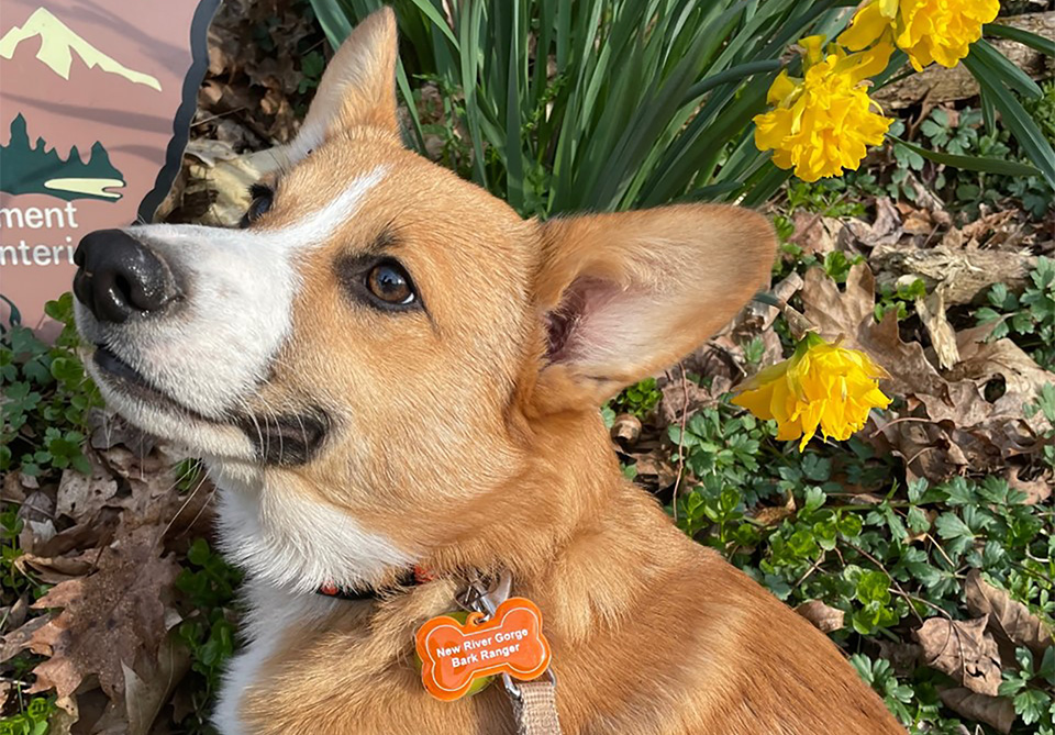 Dog with bark ranger collar tag