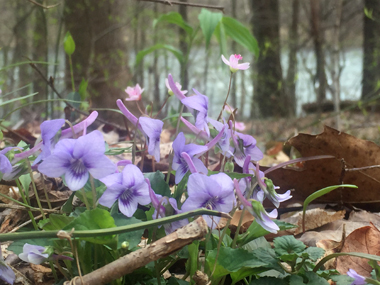 Long-spurred violets along New River.