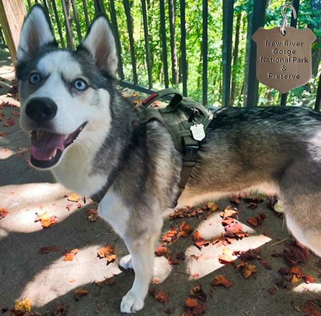 A grey and white happy dog with a bark ranger tag on his collar