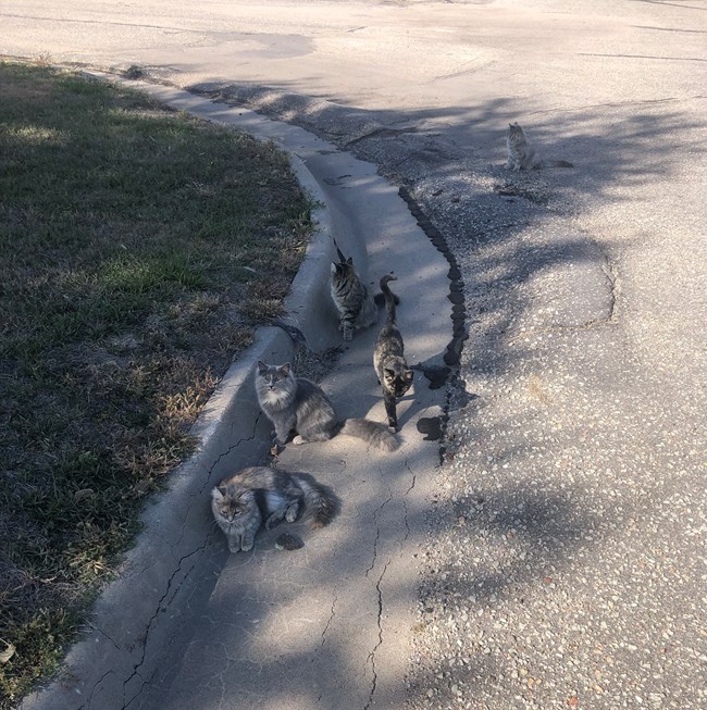 Cats on a street