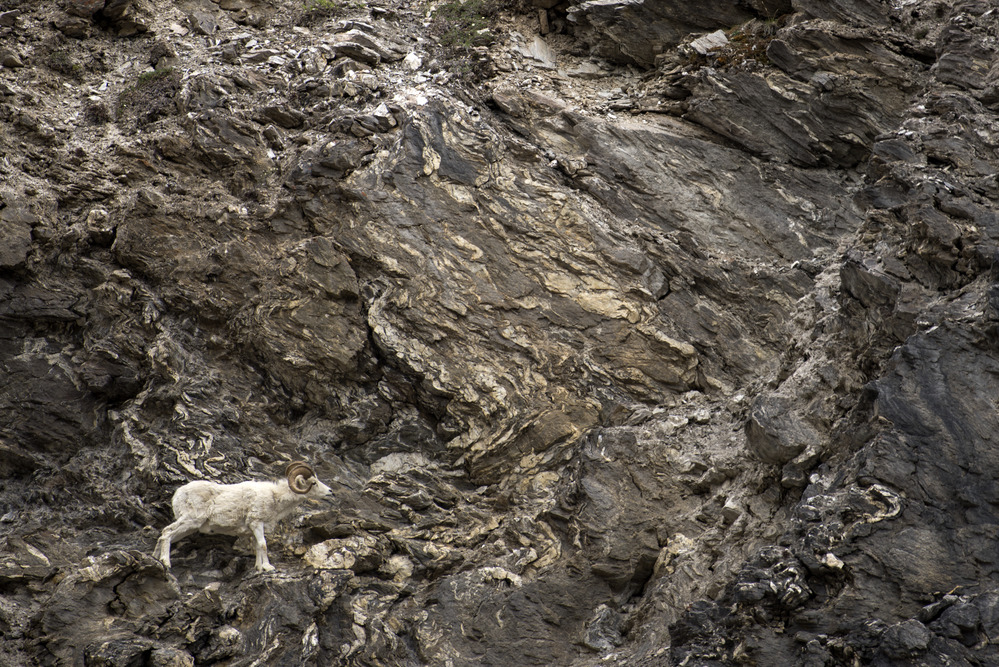 A ram works its way across steep terrain