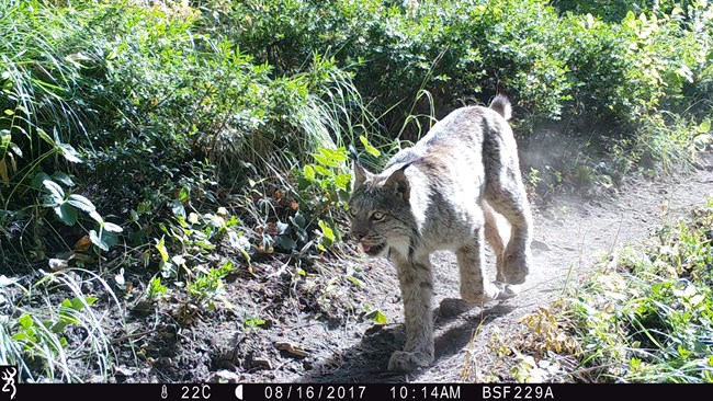 A lynx walks along a trail with brush in the background.