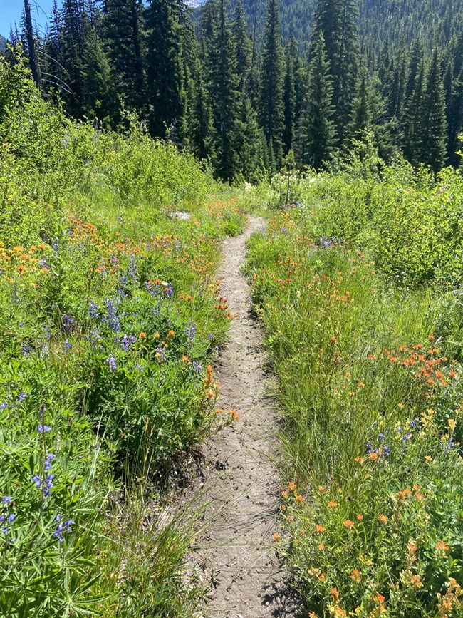 A trail surrounded by wildflowers