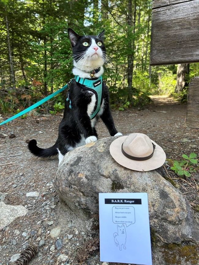 A cat on a leash stands on a rock with a small ranger hat and B.A.R.K. Ranger pamphlet next to it