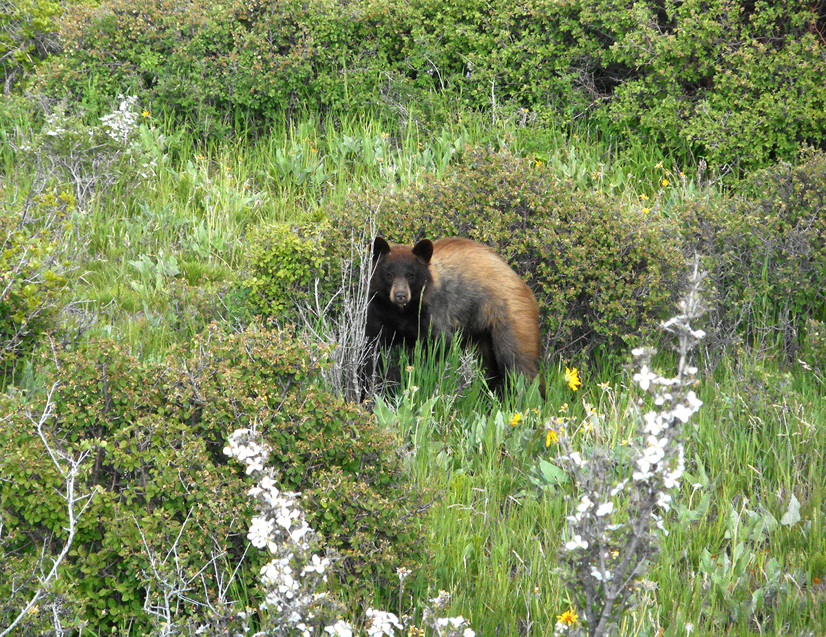 American Black Bear (U.S. National Park Service)