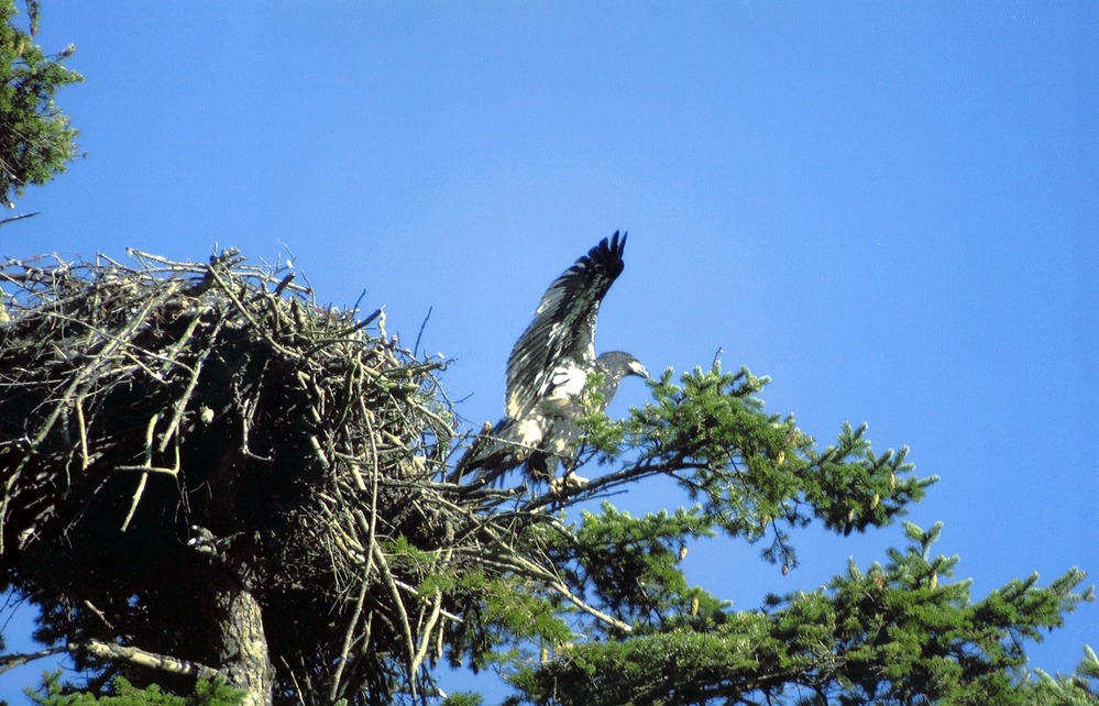 Eaglet Leaves the Nest