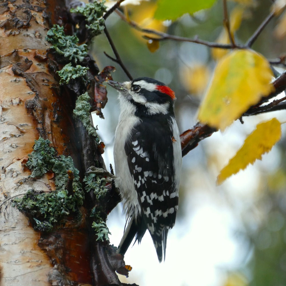 Downy Woodpecker - Shenandoah National Park (U.S. National Park Service)