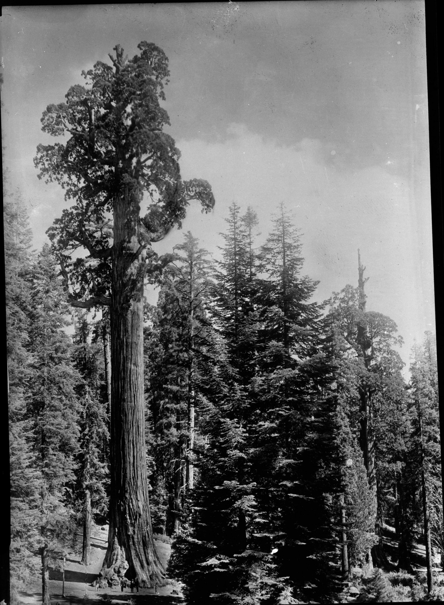 SEKI Roberts Collection Series: 2 Negatives; 13 Sequoias
