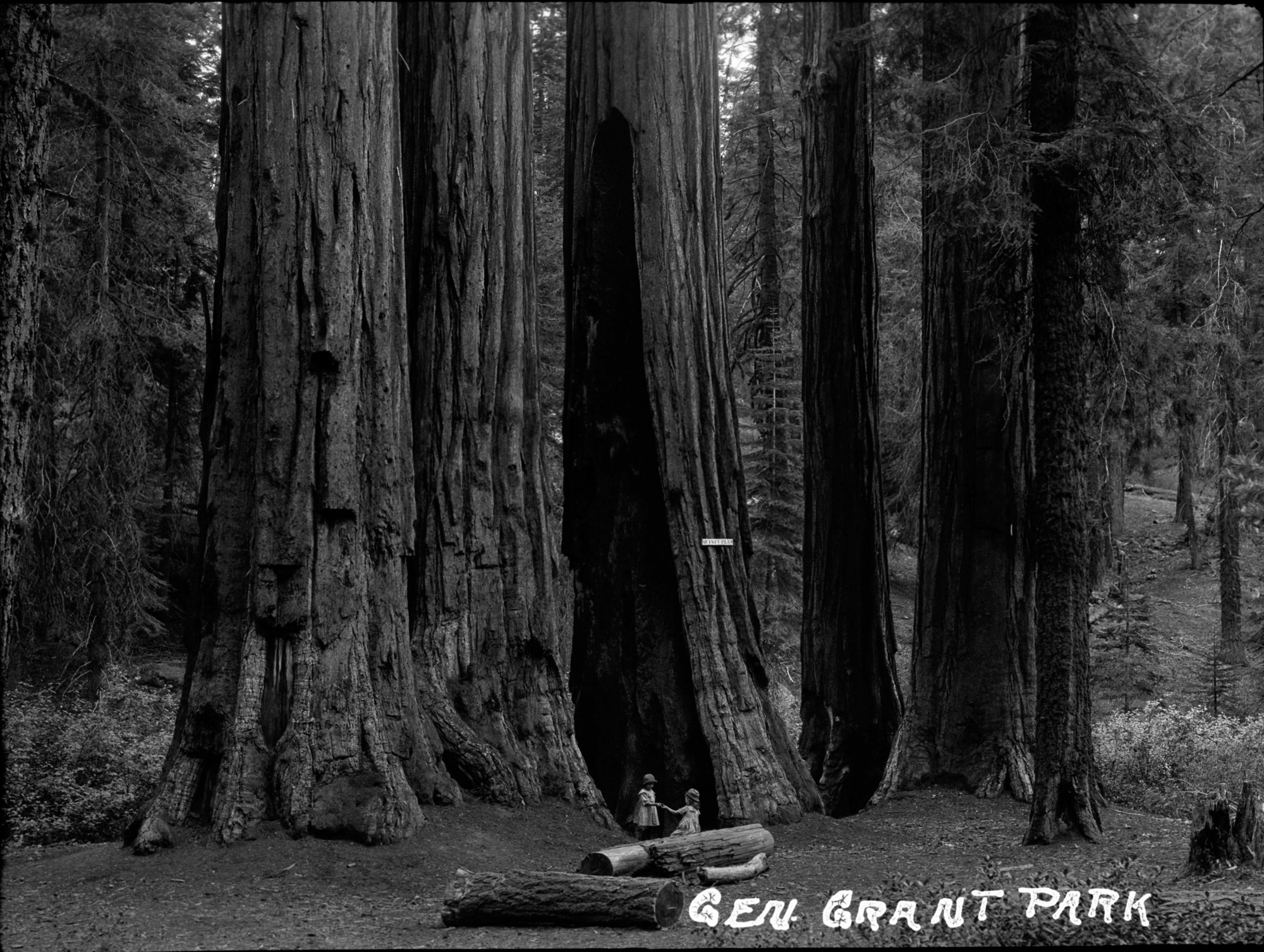 SEKI Roberts Collection Series: 2 Negatives; 13 Sequoias