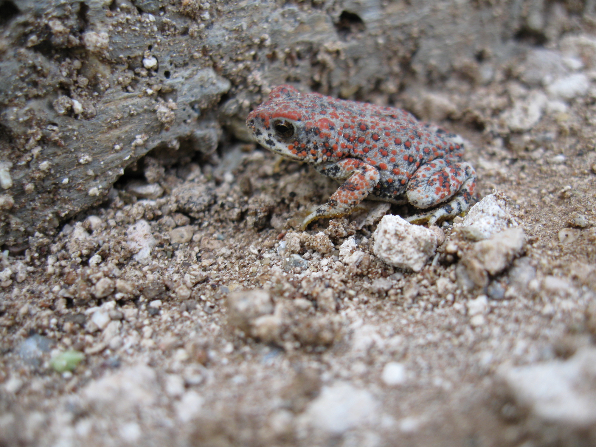 naso da pagliaccio rosso in spugna (a-52854-230)