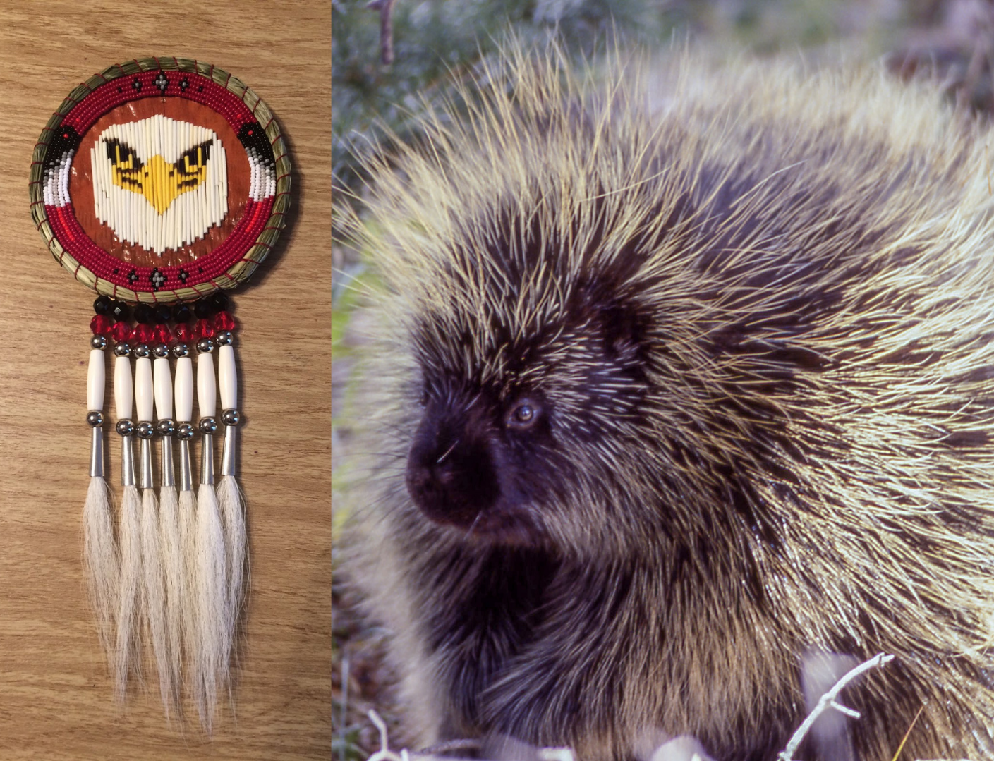 Porcupine quill native hi-res stock photography and images - Alamy