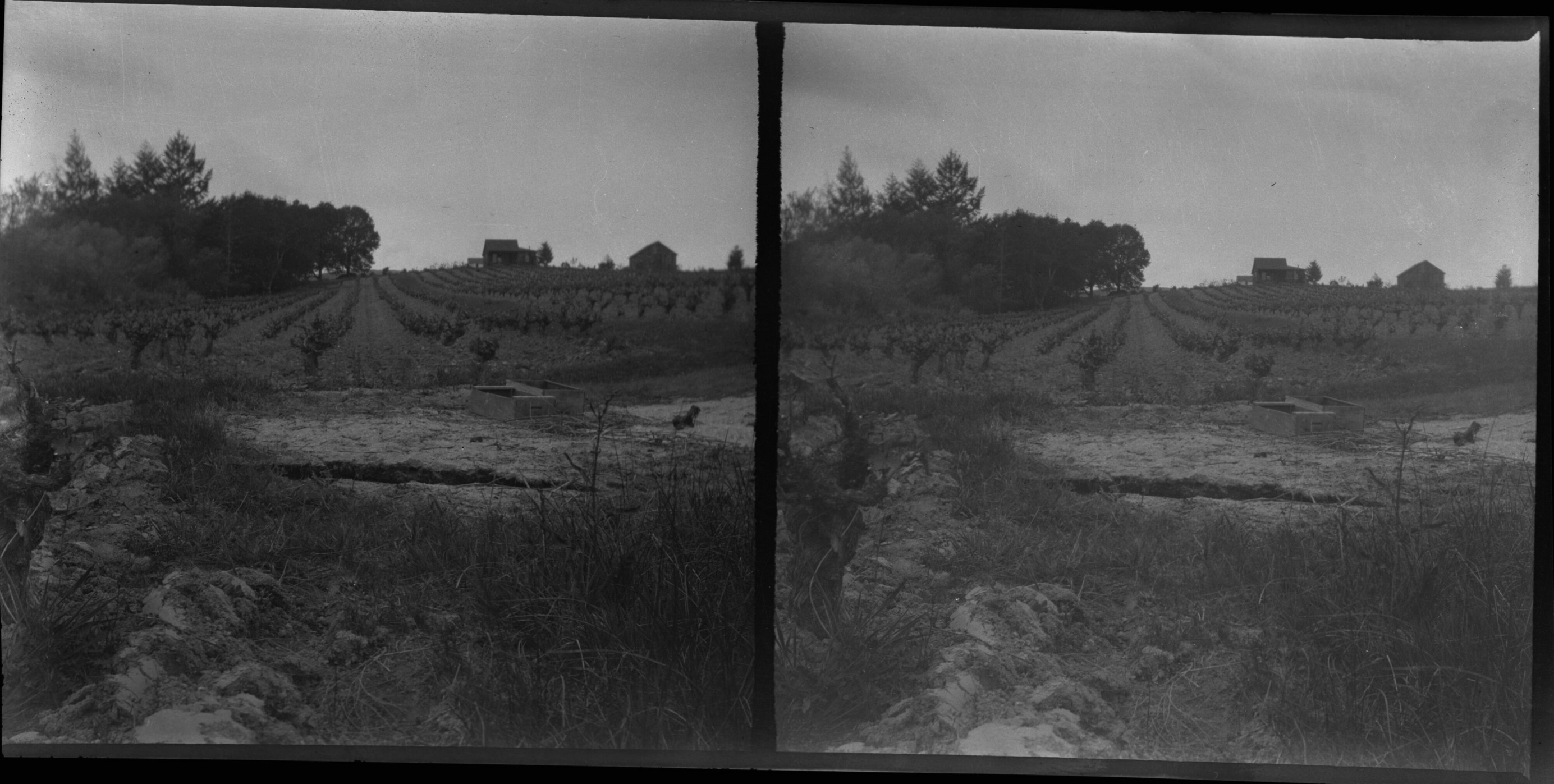 SEKI Roberts Collection Series: 2 Negatives; 15 Stereographs