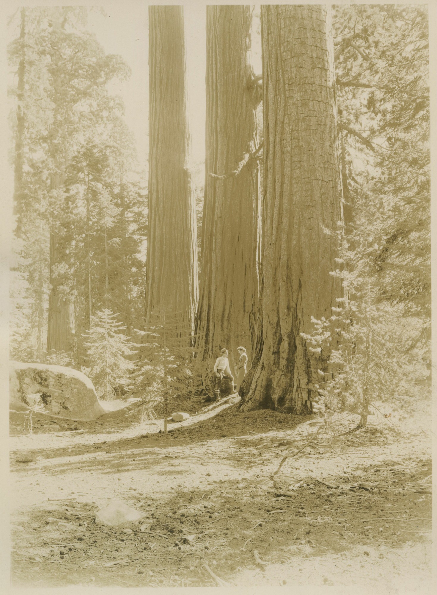 SEKI Roberts Collection Series: 3 Prints; 1 Small; 13 Sequoias