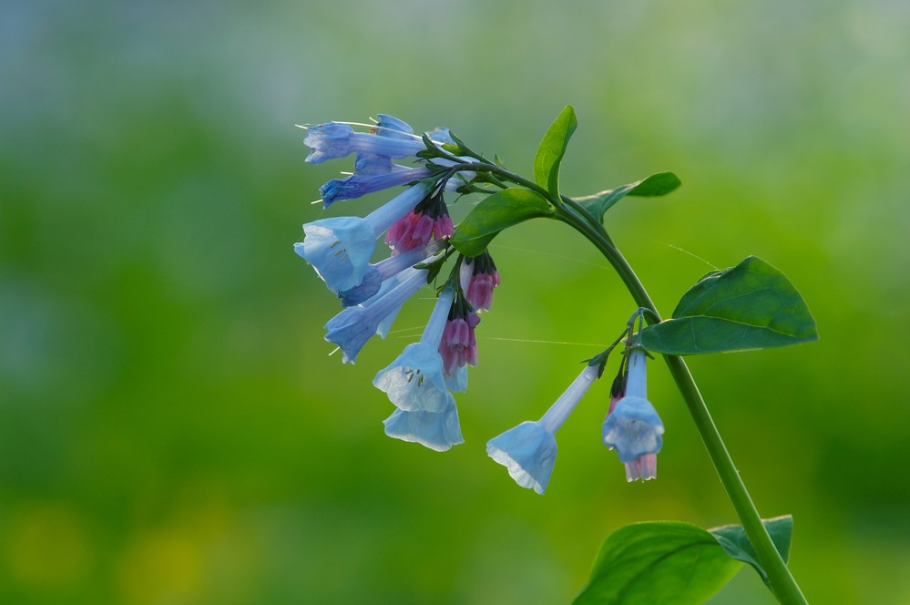 Virginia Bluebell