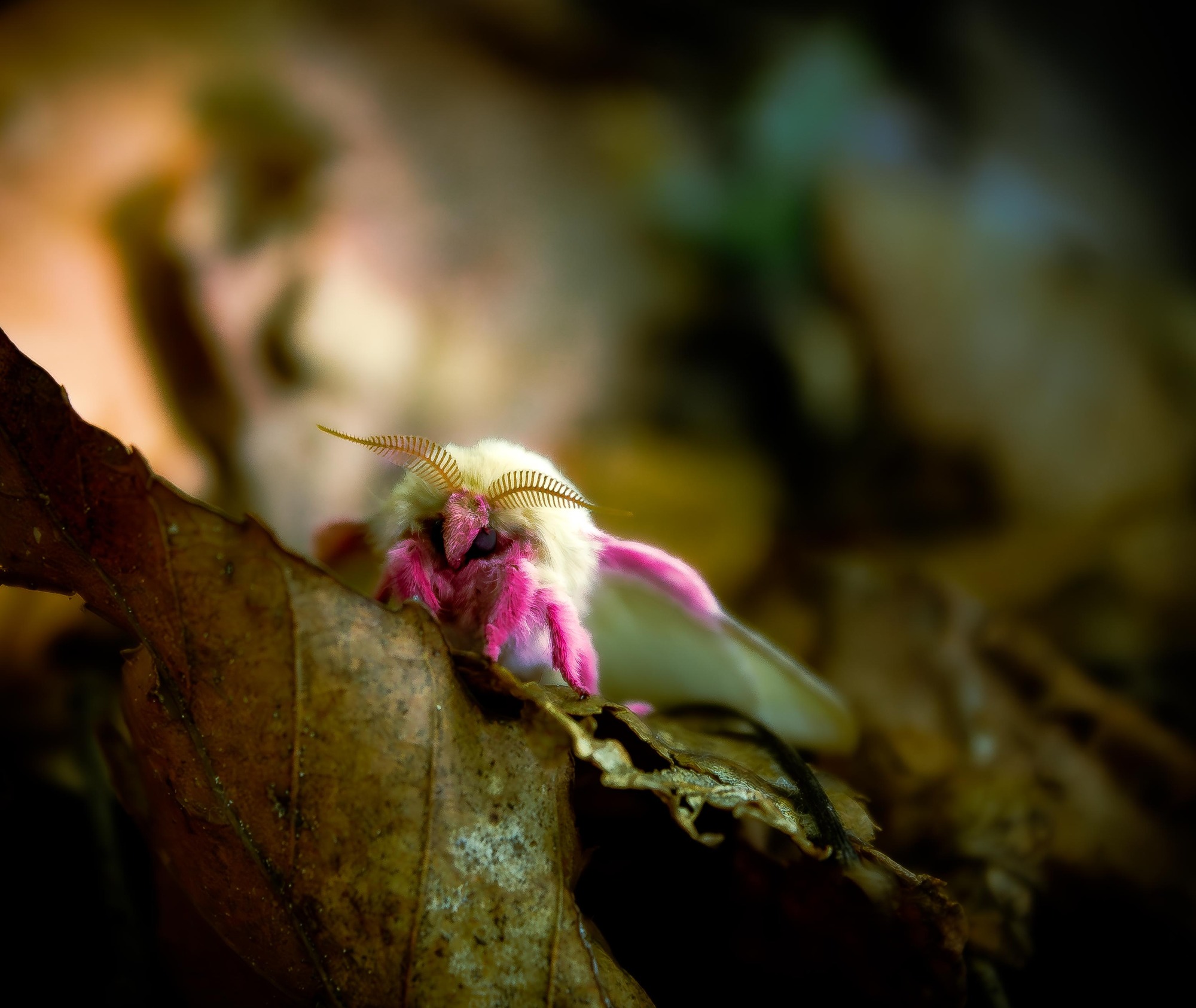 rosy maple moth pet