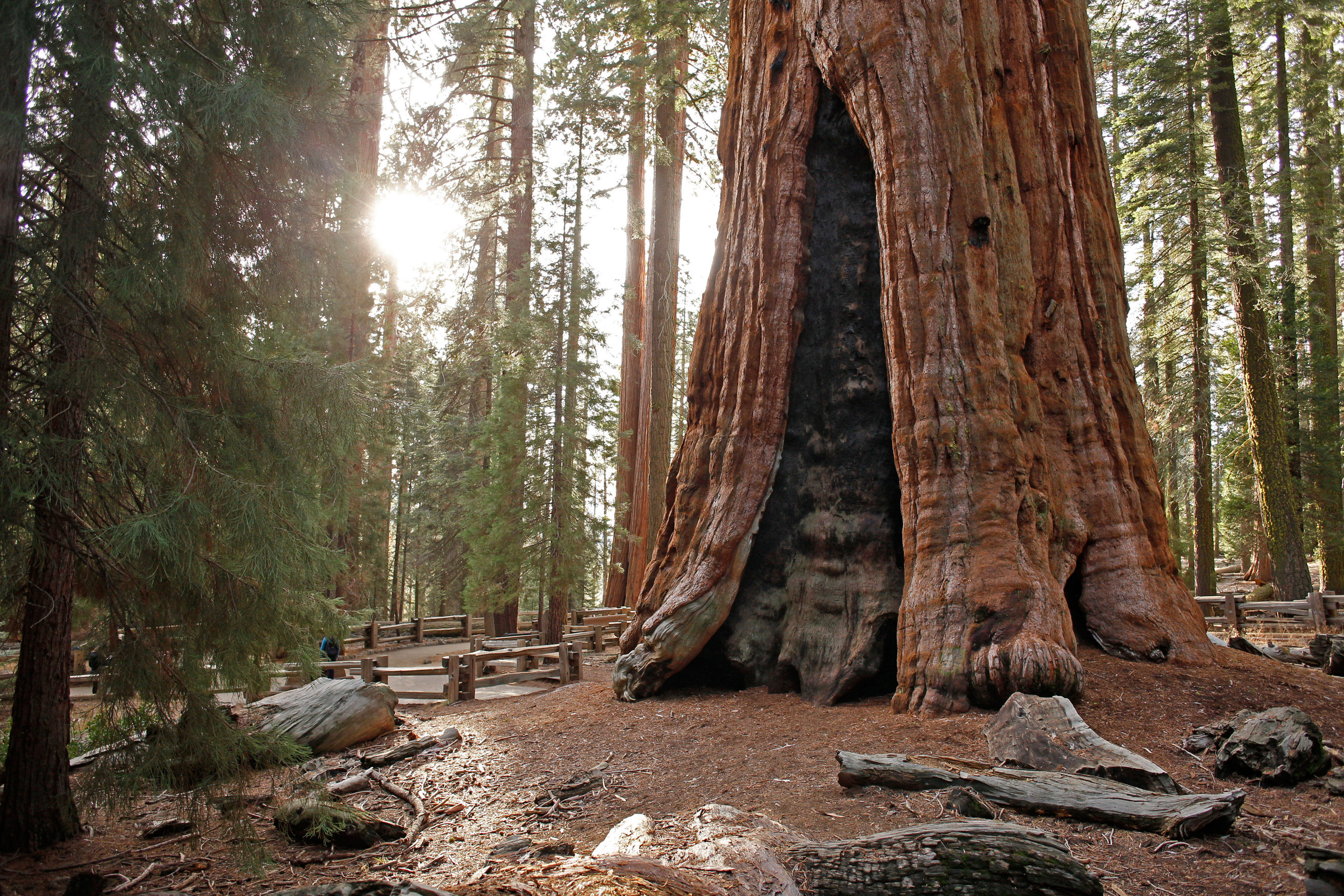 Секвойя парк екатеринбург уктус. Sequoia Park, Екатеринбург. Парк Секвойя Калифорния. Секвойя парк ЕКБ. Секвойя дерево в Санкт-Петербурге.